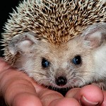 Longed ear hedgehog 